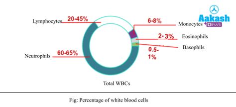 What are the Blood Cells & Types, RBC, WBC | AESL