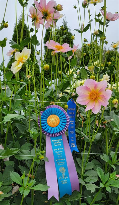 My very first dahlia show ever was last weekend at the 56th American ...