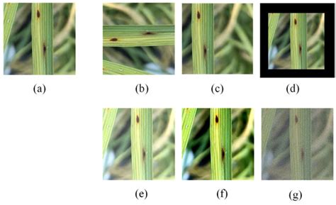 Enhanced CNN Classification Capability for Small Rice Disease Datasets ...