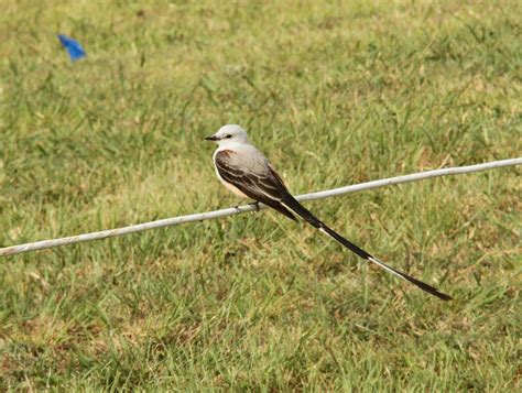 Scissor-Tailed Flycatcher - Oklahoma State Bird