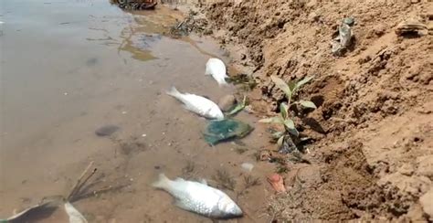 WFD 2021: Incidents of MASS FISH DEATH in India – SANDRP