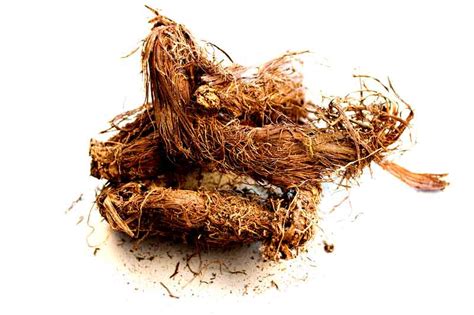 Spikenard oil | Nard oil | Aralia Racemosa