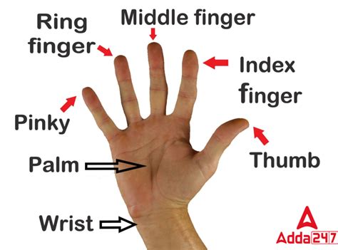 All 5 Fingers Name in English & Hindi with picture