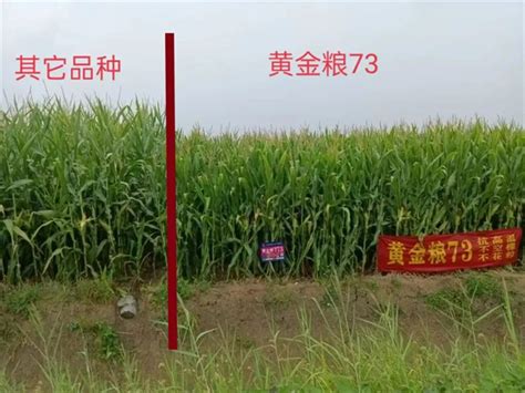 黄金粮MY73玉米品种维权公告_推荐阅读_资讯_种业商务网