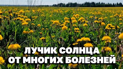 Заготовка одуванчика: как и когда собирать цветки, листья, корни одуванчика