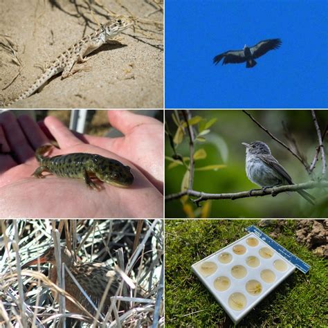 Endemic Environmental Services, Inc on LinkedIn: #endangeredspeciesday