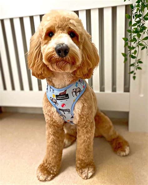 Image result for Cockapoo Dog Cuts