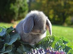 Image result for Grey Bunnies