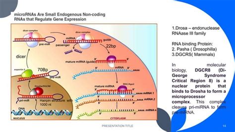 RNA Interference Diagram 的图像结果