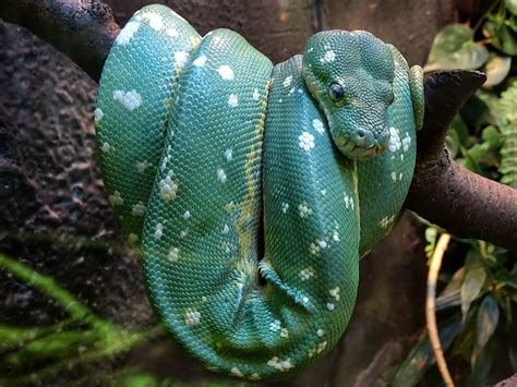 Green Tree Python Teeth 的图像结果