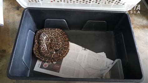 Image result for Python Factory