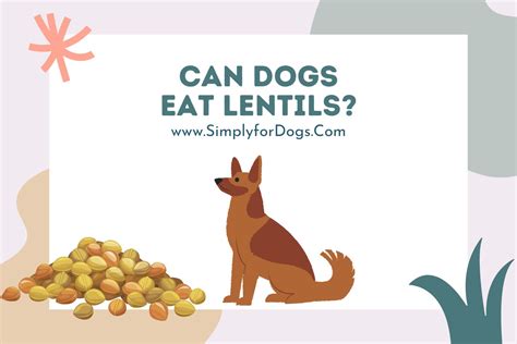 Can Dogs Eat Lentils? - Simply For Dogs