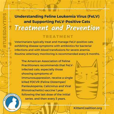 Understanding Feline Leukemia Virus (FeLV) and Supporting FeLV-Positive ...