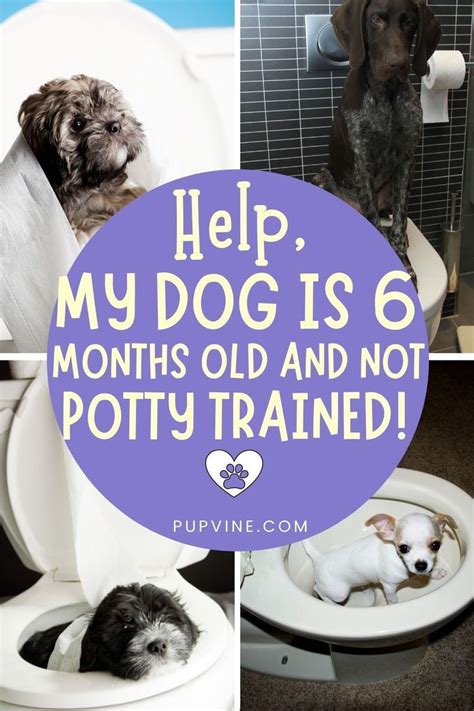 how to potty train a 6 month old puppy