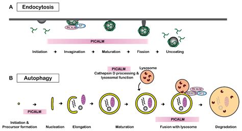 PICALM and Alzheimer’s Disease: An Update and Perspectives