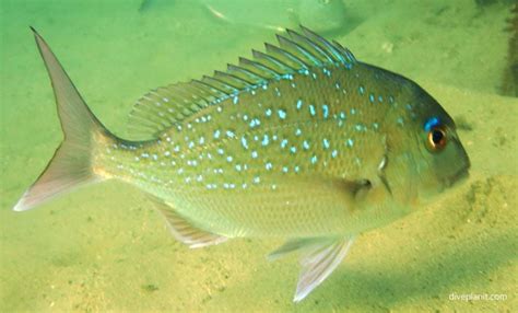 Image result for Abyss Snapper