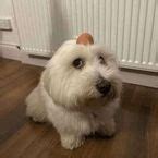 Image result for Fe Chill Script