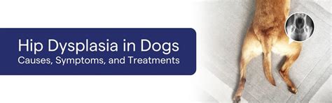 Hip Dysplasia in Dogs: Causes, Symptoms, and Treatments – K9 Vitality