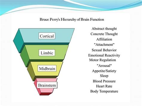 Beaconhouse Neurosequential Model 的图像结果