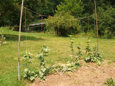 Simple trellis for green beans (beans forum at permies)
