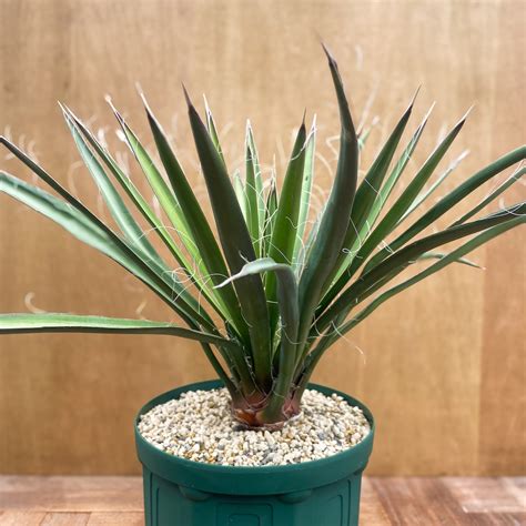 Yucca baccata【ユッカ・バッカタ・実生】 | RIMO'S GREEN 【Saboten & Succulent】