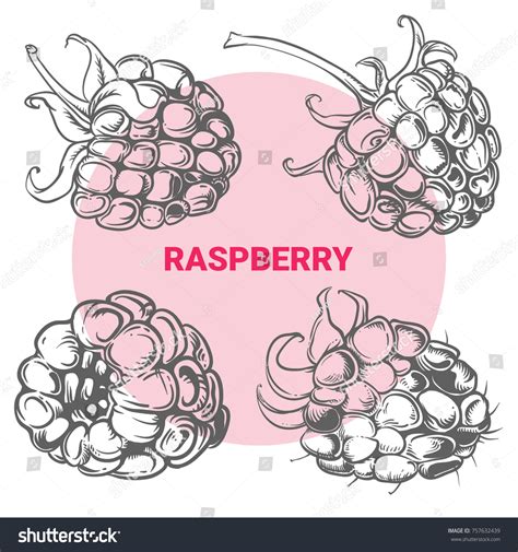Image result for Draw Raspberry