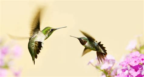 Male vs Female Hummingbirds: Identify With 4 Easy Questions