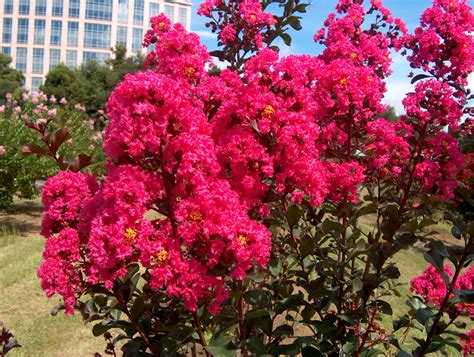 The Crape Myrtle Company - Rare Miniature, Dwarf, Medium and Tree Crape ...