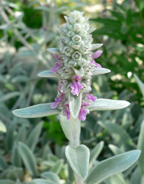 Stachys byzantina - Lambs Ears - Perennial Herb / Flower - 40 Seeds ...