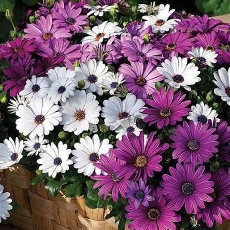 KANAYA Osteospermum F1 Hybrid Flower Seed Price in India - Buy KANAYA ...