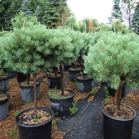 https://www.thetreecenter.com/c/uploads/2024/05/Dwarf_Blue_Scots_Pine_Tree_Form_1-copy-jpg.jpg