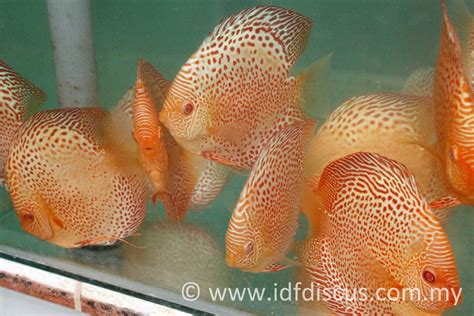 Image result for Discus Albinos