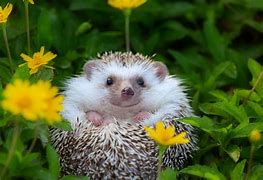 Image result for Sweet Baby Hedgehog