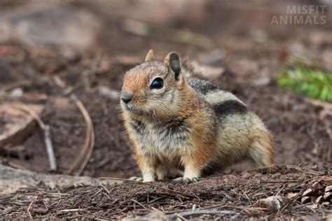 Dig Animals 的图像结果