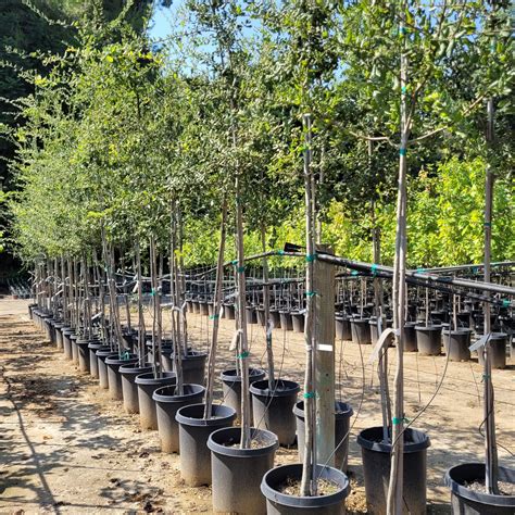 Quercus agrifolia - Coast Live Oak - Mid Valley Trees