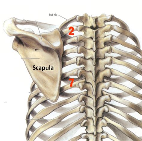 Scapula - Anatomy QA