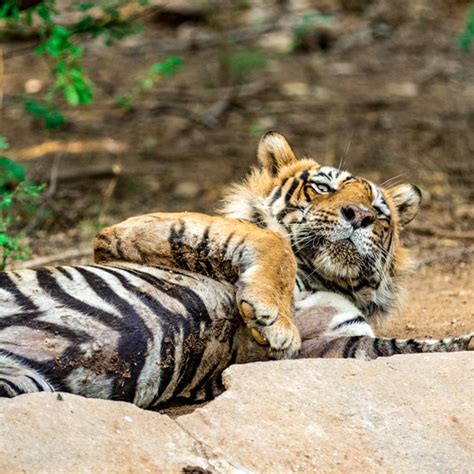 Ranthambhore National Resort | Tiger Reserve in Sawai Madhopur