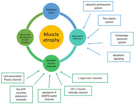 Metabolic Pathways and Ion Channels Involved in Skeletal Muscle Atrophy ...