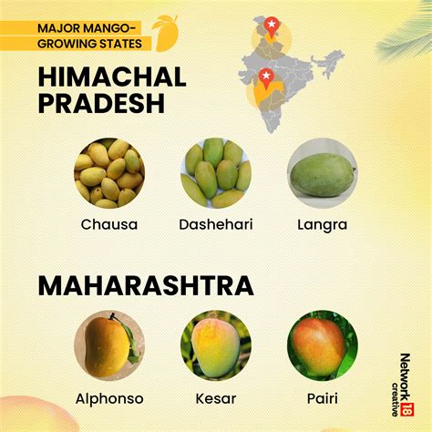 From Alphonso To Gulabkhas, Varieties Of Mangoes Are Grown Across States In India | In Pics