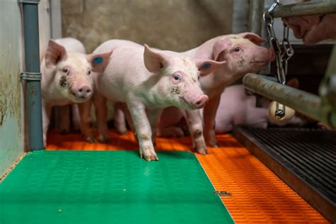 Laminaria japonica polysaccharides improve piglet performance