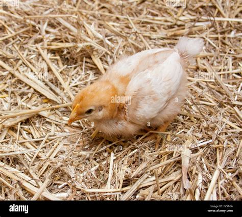 Three week old chicks in a barn brooder Stock Photo - Alamy
