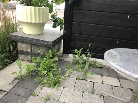 DRAKE MOTOR INN (Wellington, Ontario) - Guesthouse Reviews, Photos ...