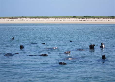 Cape Cod Seals and Sharks