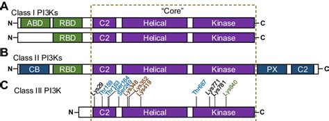 Image result for PI3K PIP PIP2 PIP3