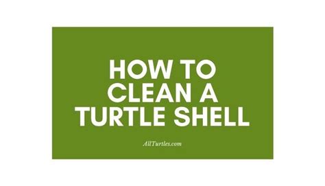 Image result for Turtle Shell Cleaning