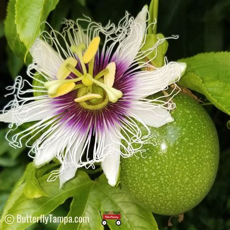 Passion Flower Plant