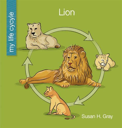 Lion (My Early Library: My Life Cycle) : Gray, Susan H., Bane, Jeff ...