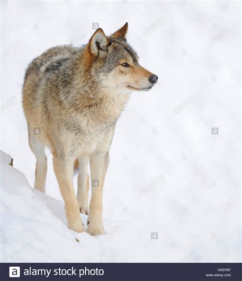Mackenzie Valley Wolf High Resolution Stock Photography and Images - Alamy