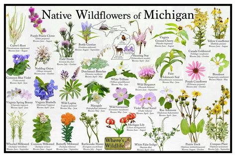 Native Wildflowers of Michigan / State Flower Field Guide Providing ...