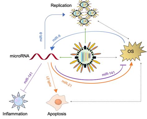 Role of microRNA and Oxidative Stress in Influenza A Virus Pathogenesis